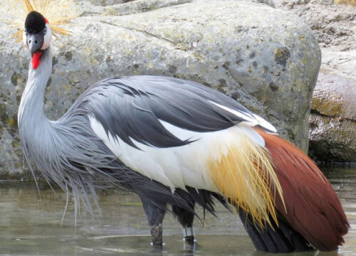 10 Days Uganda Birding and Primates Safari