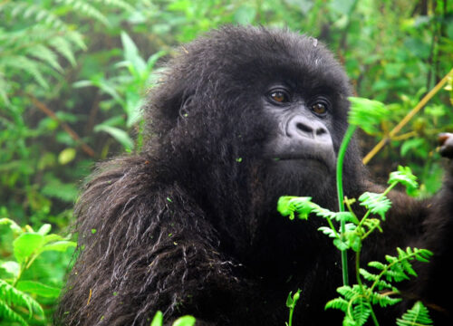 3 Days Bwindi Gorilla Trekking tour