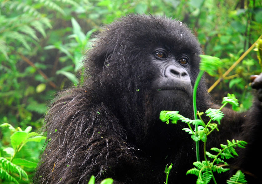 3 Days Bwindi Gorilla Trekking tour