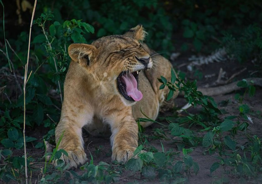3 Days Queen Elizabeth Safari