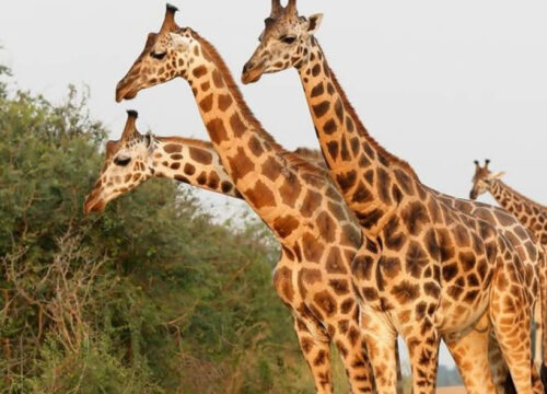 8 Days Wildlife and Water Rafting Uganda Safari