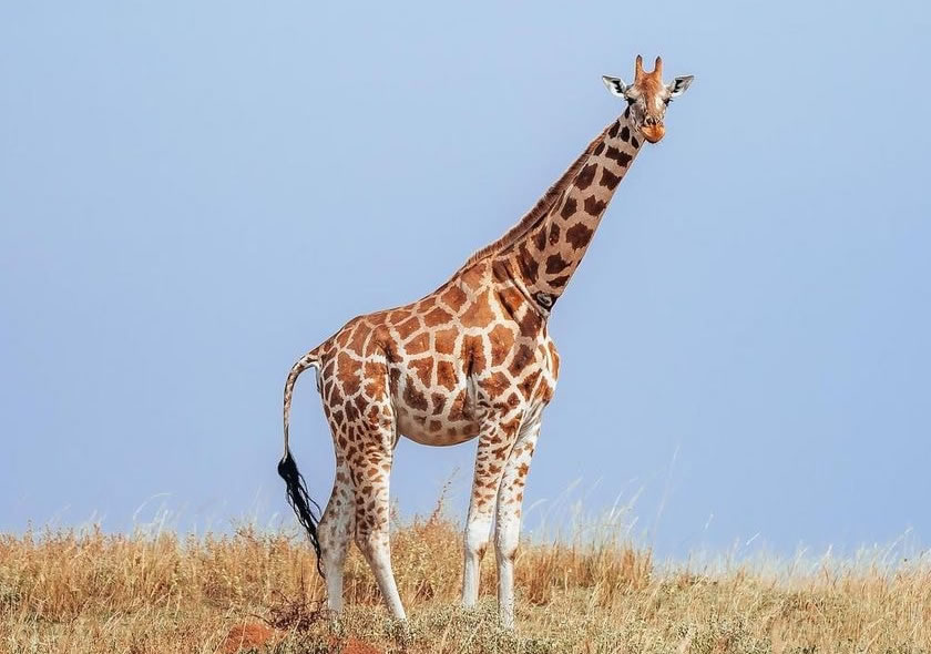 3-Day Safari in Murchison Falls National Park