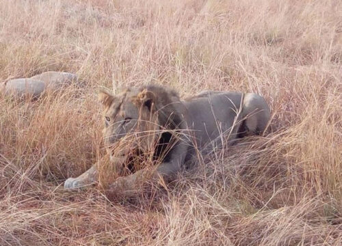 5 Days Uganda Wildlife Safari