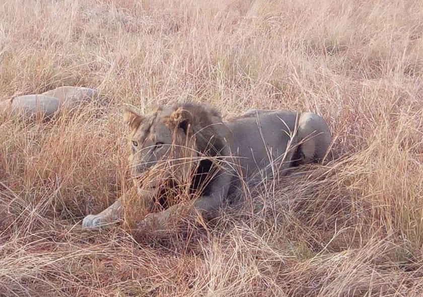5 Days Uganda Wildlife Safari