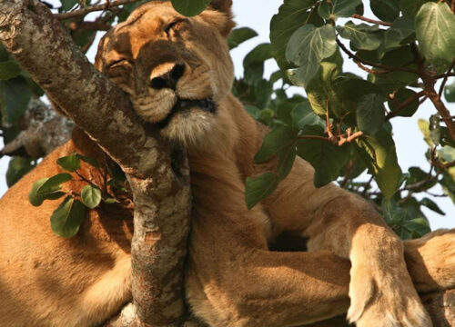 Wildlife Safari to Murchison Falls & Queen Elizabeth