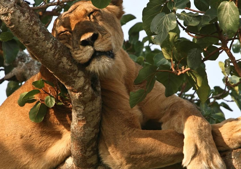 Wildlife Safari to Murchison Falls & Queen Elizabeth