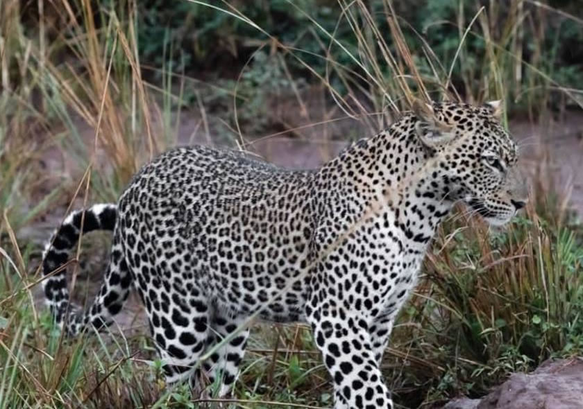 6 Days Safari in Uganda