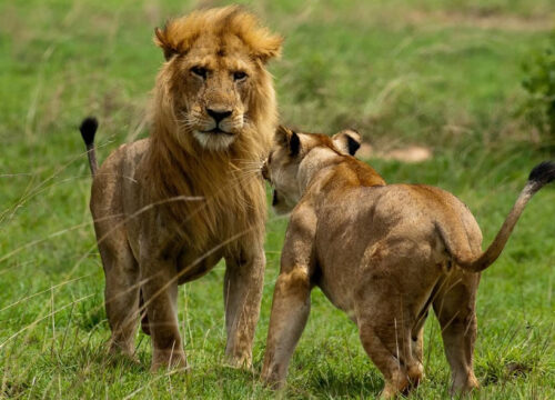 2 Day Akagera National Park safari