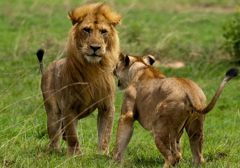 2 Day Akagera National Park safari