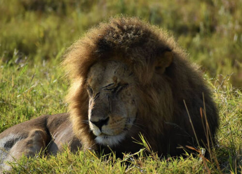 7 Days Big Five Kenya Safari