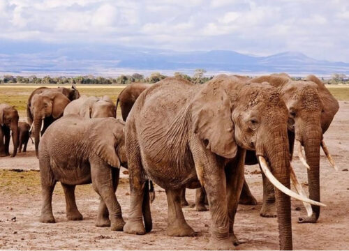 5 Days Amboseli, Aberdares & Masai Mara