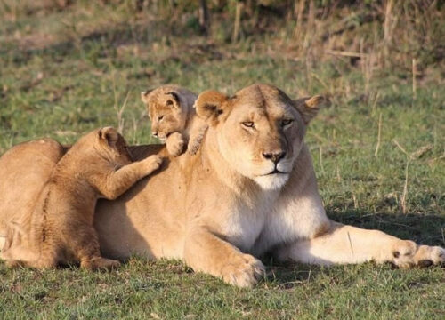 5 Days Amboseli, Aberdares & Masai Mara