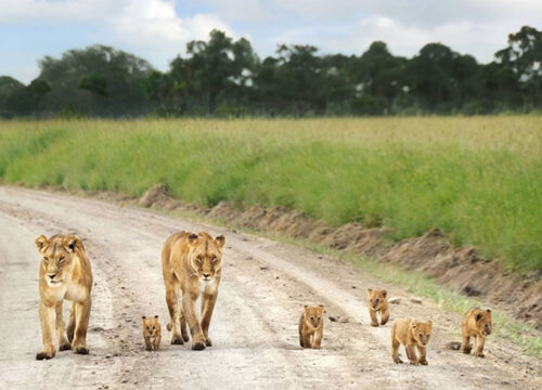 5 Days Masai Mara Wildlife Safari