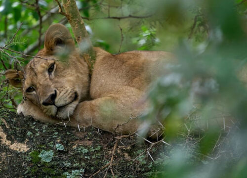 6 Days Serengeti, Ngorongoro, Tarangire