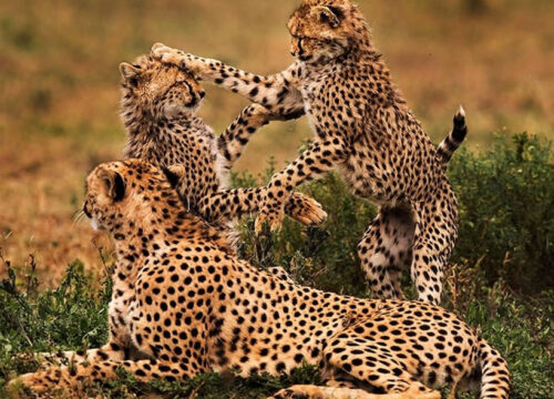 7 Days Tanzania Safari